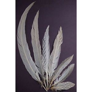 Silver Pheasant Tail Feathers - Natural - 20 - 25